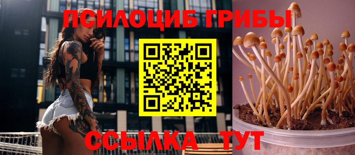 Псилоцибиновые грибы Psilocybe Сафоново